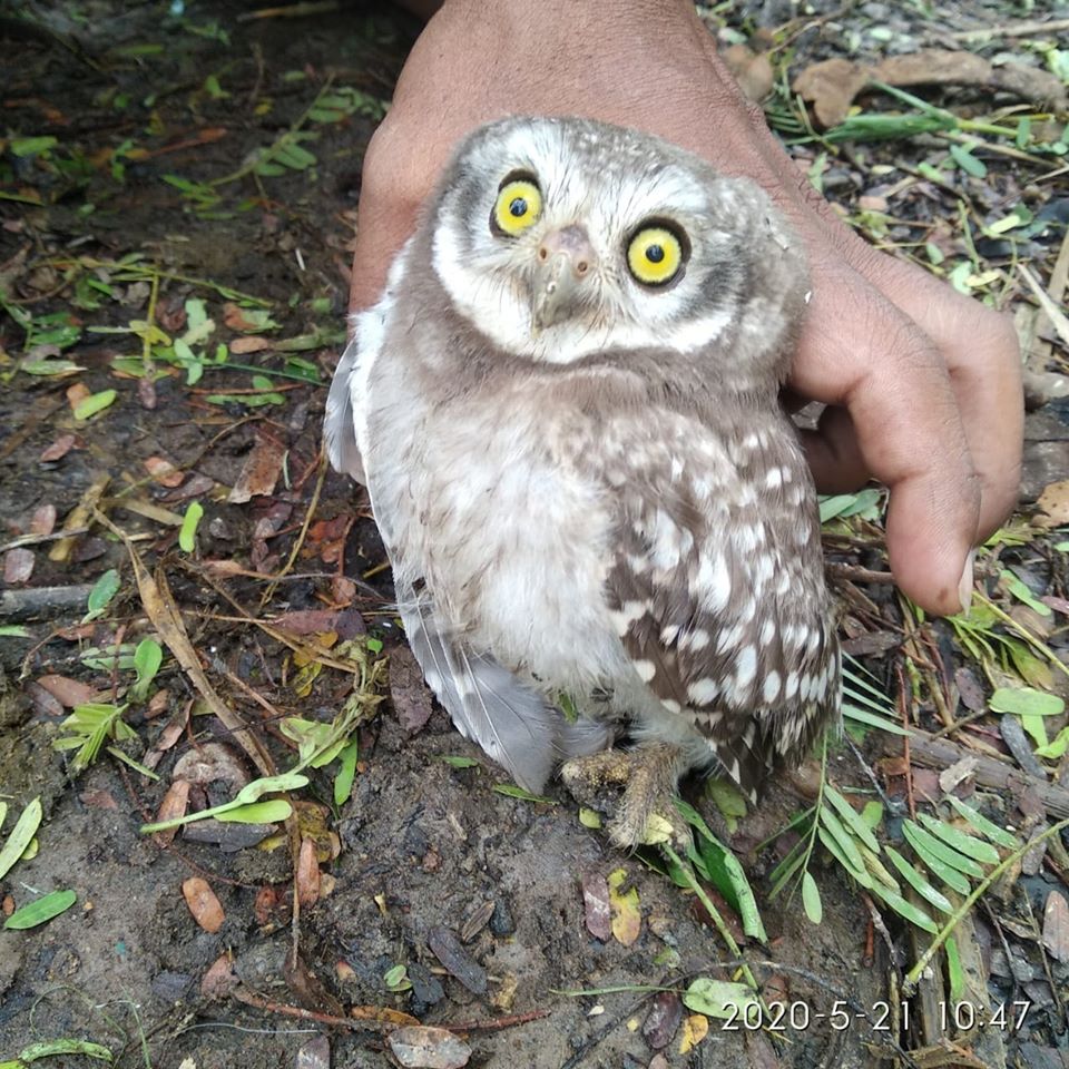 Amphan Damage to the Wildlife