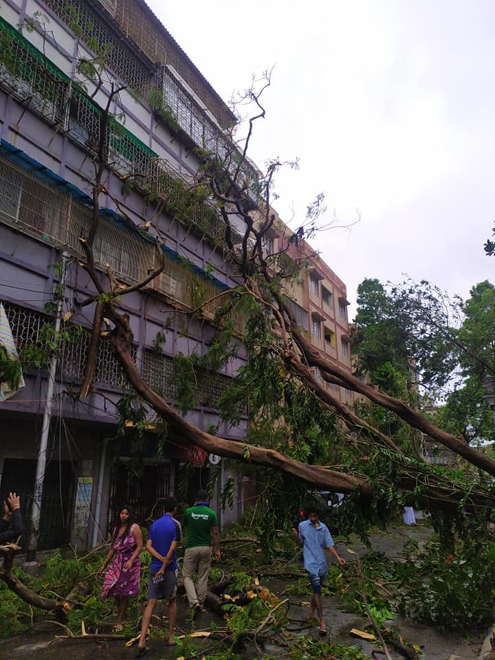Amphan Damage to the Kolkata Streets: Tree
